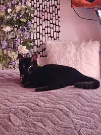 Beautiful short hair black female cat