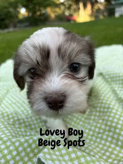 Pure Havanese Wigglebums!, View more