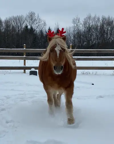 Winter homes needed for camp horses and ponies., View more