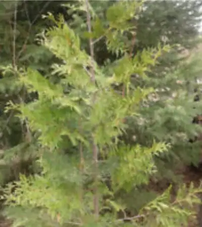 Eastern White Cedar Trees $5 a foot maximum Height 5 feet (minimum order of 10)