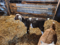 Baby Goats "Kids" for Sale