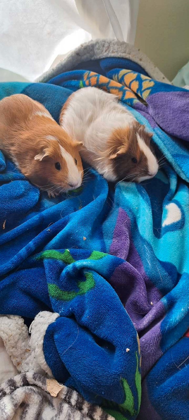 Guinea pigs to good home in Small Animals for Rehoming in City of Halifax - Image 3