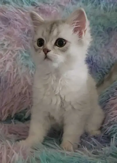 Scottish Kitten last Female., View more