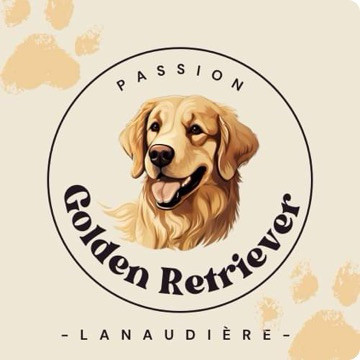 Chiot golden retriever (Mai 2024)
 dans Chiens et chiots à adopter  à Lanaudière