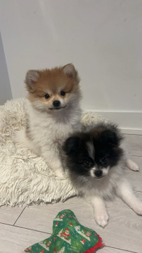 ❤️ONLY TWO LEFT! POMERANIAN PUPPIES FOR THEIR FUREVER HOMES ❤️