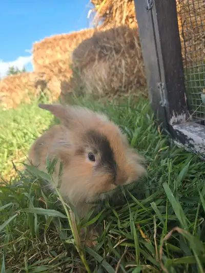 Lop/Lionhead, View more