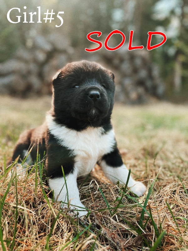 Cutest Akita Pups For Sale Dogs & Puppies for Rehoming Edmonton