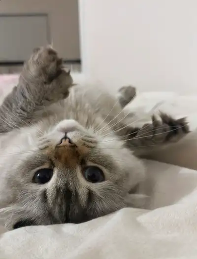 Highland lynx, View more