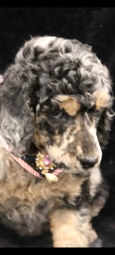 caniche royal enregistré  ckc , View more