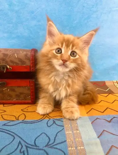 Orange Maine Coon Girl, View more