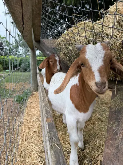 2 male young Boer goats, View more