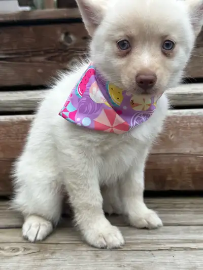 Pomsky F4 Micro femelle, View more