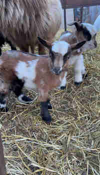 Baby mini fainting goats