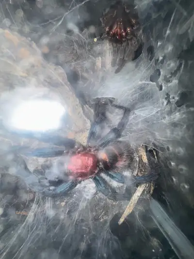 Tarantulas, View more