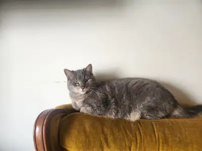 Adult cat for rehoming, View more