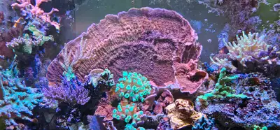 Looking to make your reef tank pop with color and structure? This massive, 15”+ Montipora capricorni...