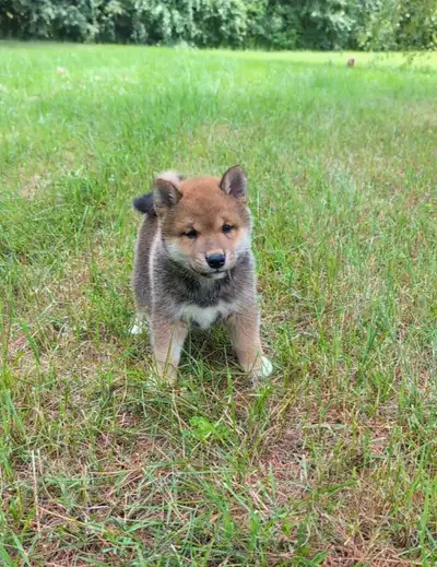 Shiba iny July 29 *parents have international pedigree, View more