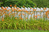 Hémérocalles oranges en lot Spéciale fin de saison orange lilies