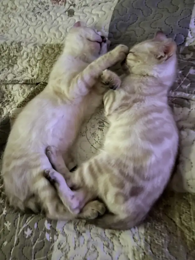 Bengal purebred  in Cats & Kittens for Rehoming in Laval / North Shore - Image 6