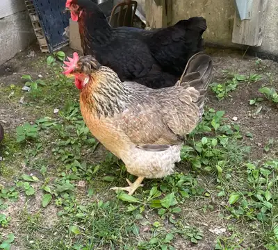 Poule cream legbar de 1 1/2 ans… Ma meilleure pondeuse mais mes autres la magane…. Elle mérite une m...