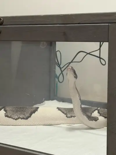 1770g ball python for sale, View more