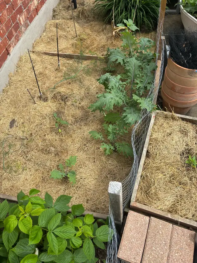 rabbit manure558827477413416962