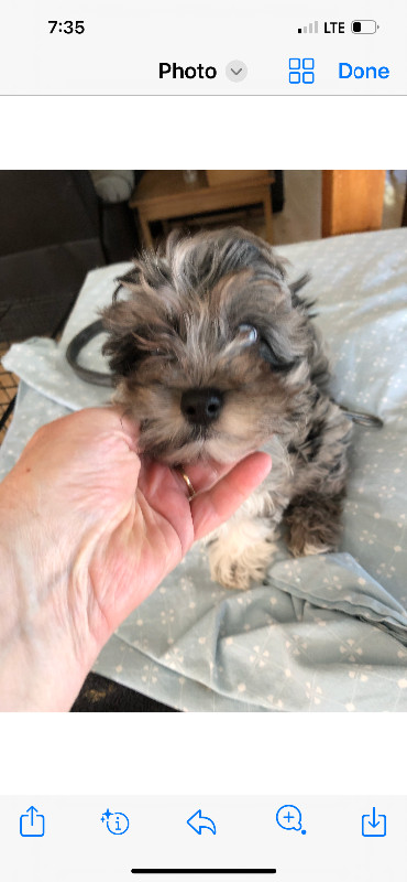 Merle Yorkiepoo pups males in Dogs & Puppies for Rehoming in St. Albert - Image 2