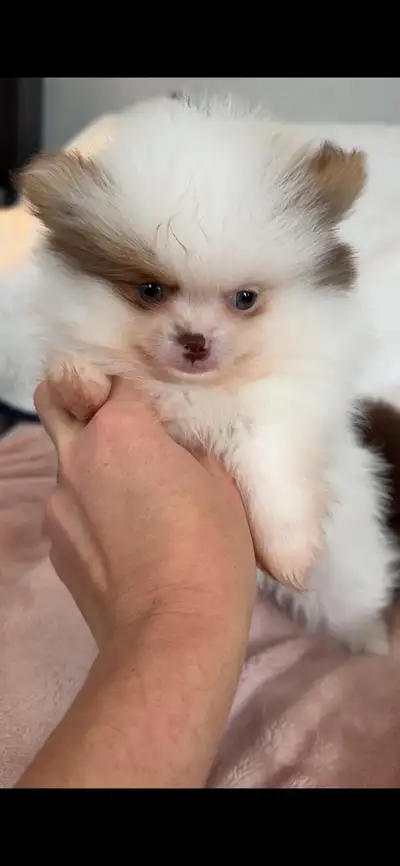 Please check more pubs and videos on our IG pom_palz adorable male! 2 Adorable Merle’s - DOB - March...