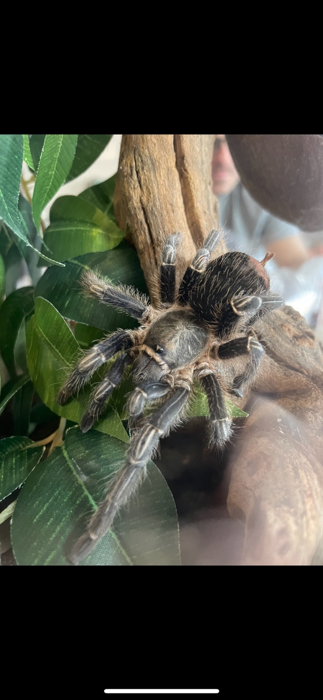 Striped knee tarantula with terrarium  dans Reptiles et amphibiens à adopter  à Ville de Montréal