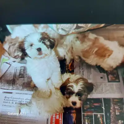 Shih tzu bichon pups, View more