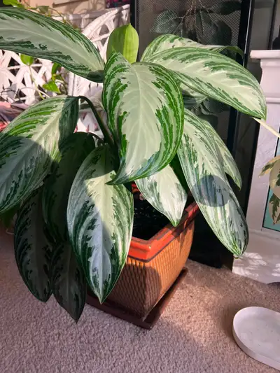 Large Aglaonema 'Silver Bay' (Chinese Evergreen) Plant, View more