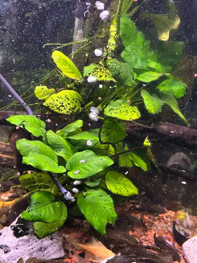 Anubias plant, View more