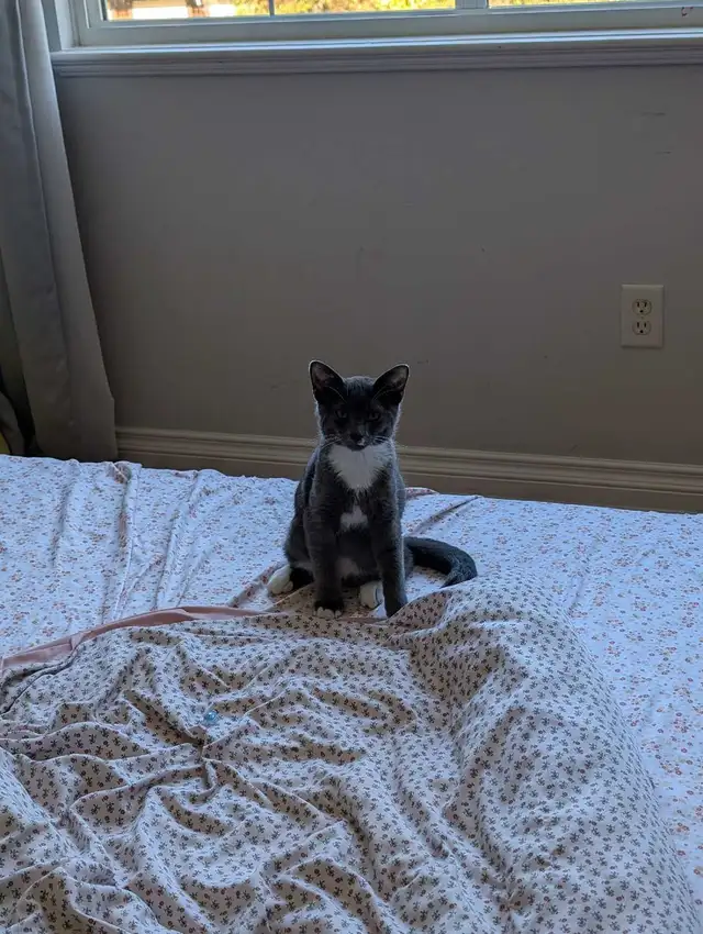 Grey and White Kitten (boy) in Cats & Kittens for Rehoming in Delta/Surrey/Langley - Image 8