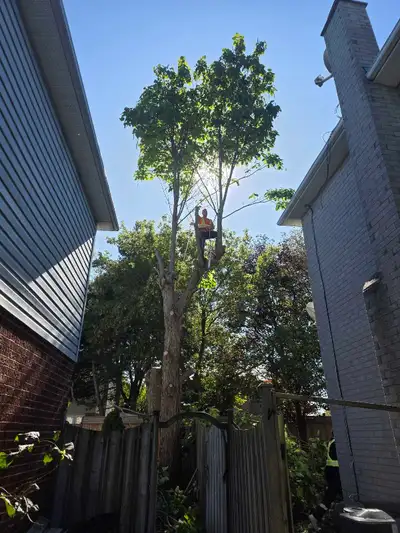 Storm Proofing Tree Services - Certified Arborist - 28920051, View more