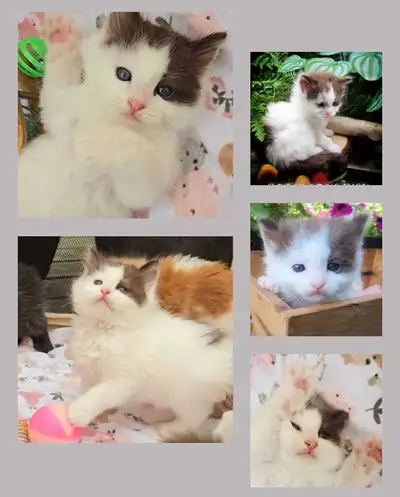 Registered ragdoll kittens, View more