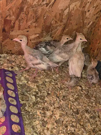 Turkey poults 1 week to 4 weeks old Straight run Mix of royal palm, Narragansett and grey slate Lots...