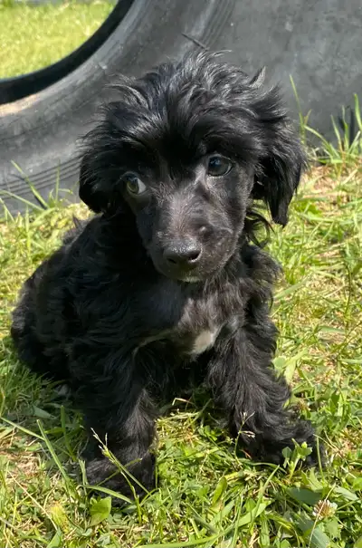  Chihuahua Cross Chinese Crested Powderpuff puppies, View more
