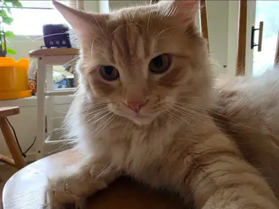free 1 year old male cat, View more
