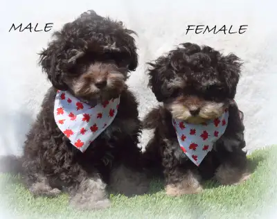 Toy Schnoodles!  PERSONALITY PLUS , View more