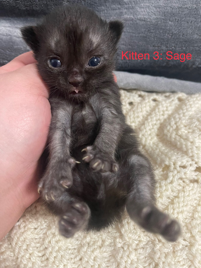 Beautiful kittens to rehome  in Cats & Kittens for Rehoming in Moncton - Image 4