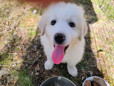 Father is Maremma X Great Pyreness and mother is pure great Pyreness. They work on a 300 acre farm w...