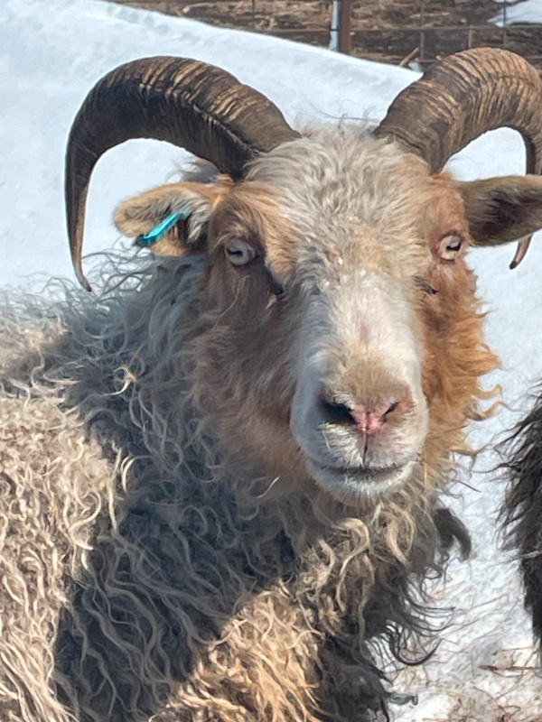 Icelandic Sheep - 9 Ewes in Livestock in Saskatoon - Image 4