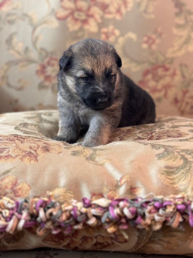 Pure German Shepard Pups! in Dogs & Puppies for Rehoming in Delta/Surrey/Langley - Image 3