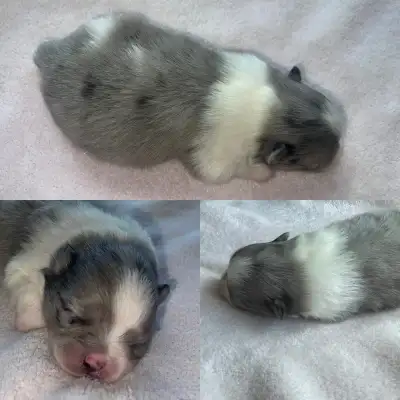 Pomeranian Puppies!, View more