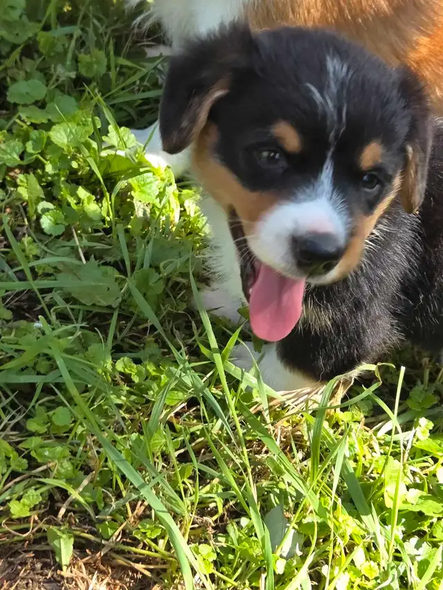 Chiots Corgi Pembrooke Welsh in Dogs & Puppies for Rehoming in Longueuil / South Shore - Image 7