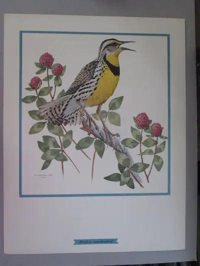 F. Lansdowne print - Western Meadowlark (11x14 1/2 unframed), View more