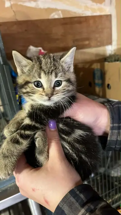 KITTENS AVAILABLE, View more