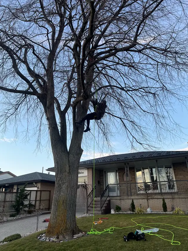 Cutting tree63581886855425128