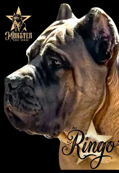 Cane Corso puppies!  Champion Imported Bloodlines!! Ready Now!, View more