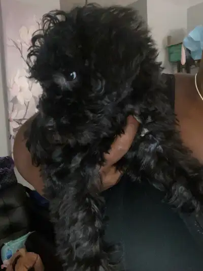 schnoodle puppies, View more